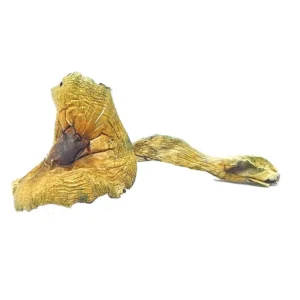 brazillian-1-1-1-1
