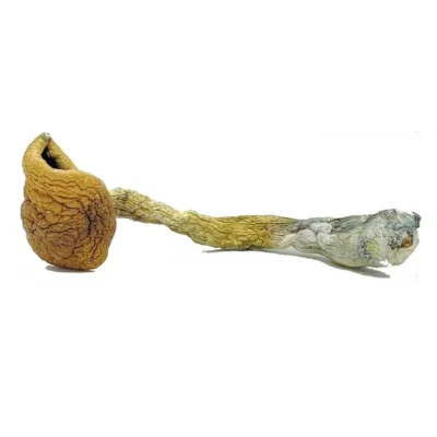 buy-golden-teacher-