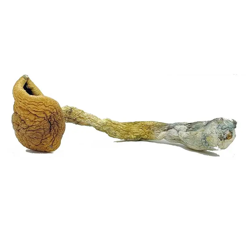 buy-golden-teacher- buy-golden-teacher-