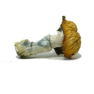 buypenisenvyshrooms