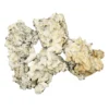 Calypso Enigma Magic Mushrooms